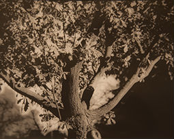 tree top with foliage-botanical